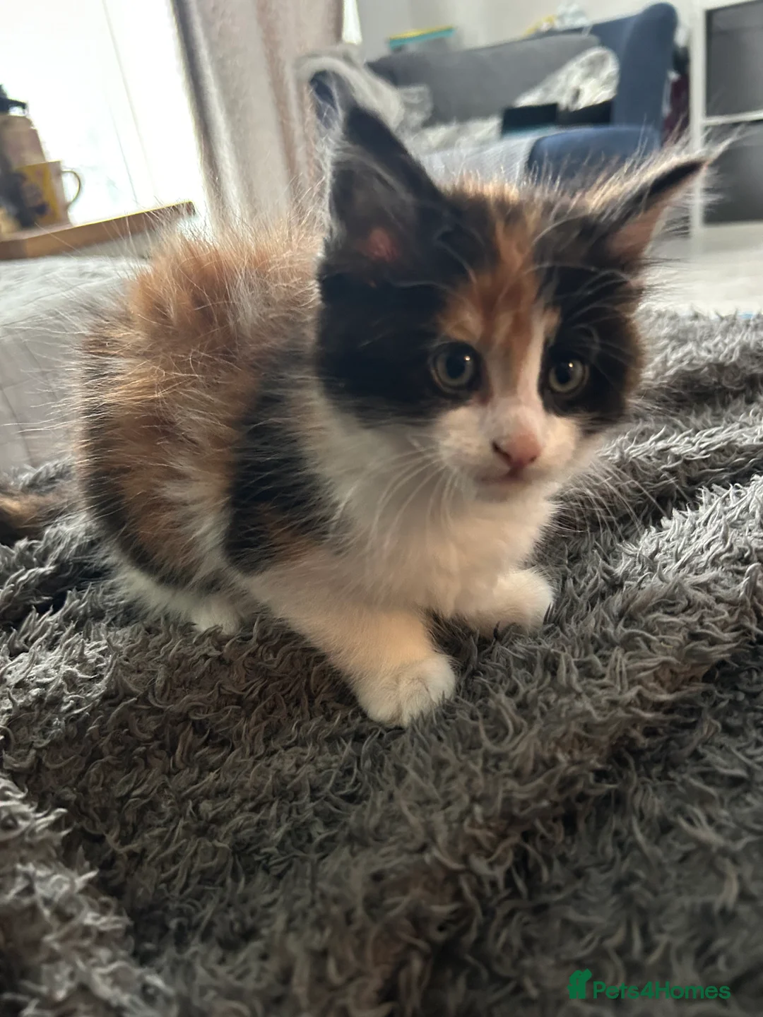 Maine Coon cats for sale: 3/4 MaineCoon - 1/4 Turkish Van kittens - Advert 10