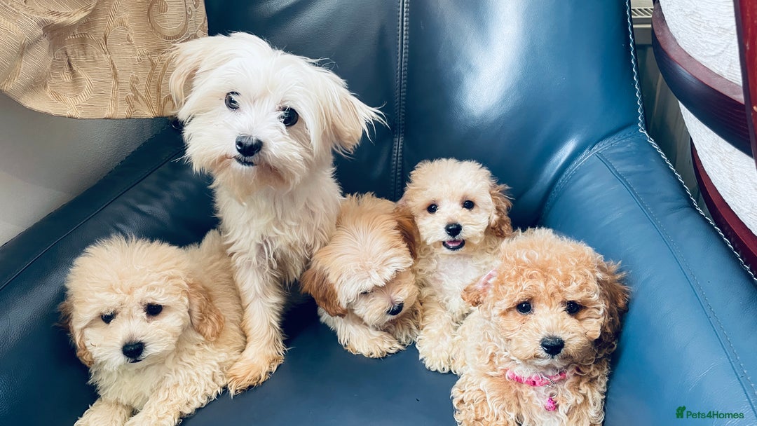 Maltipoo dogs for sale: Stuning Maltipoo Puppies Ready To Go - Image 14