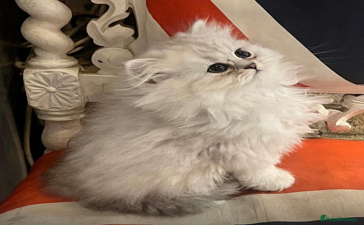 Persian cats - Advert 1