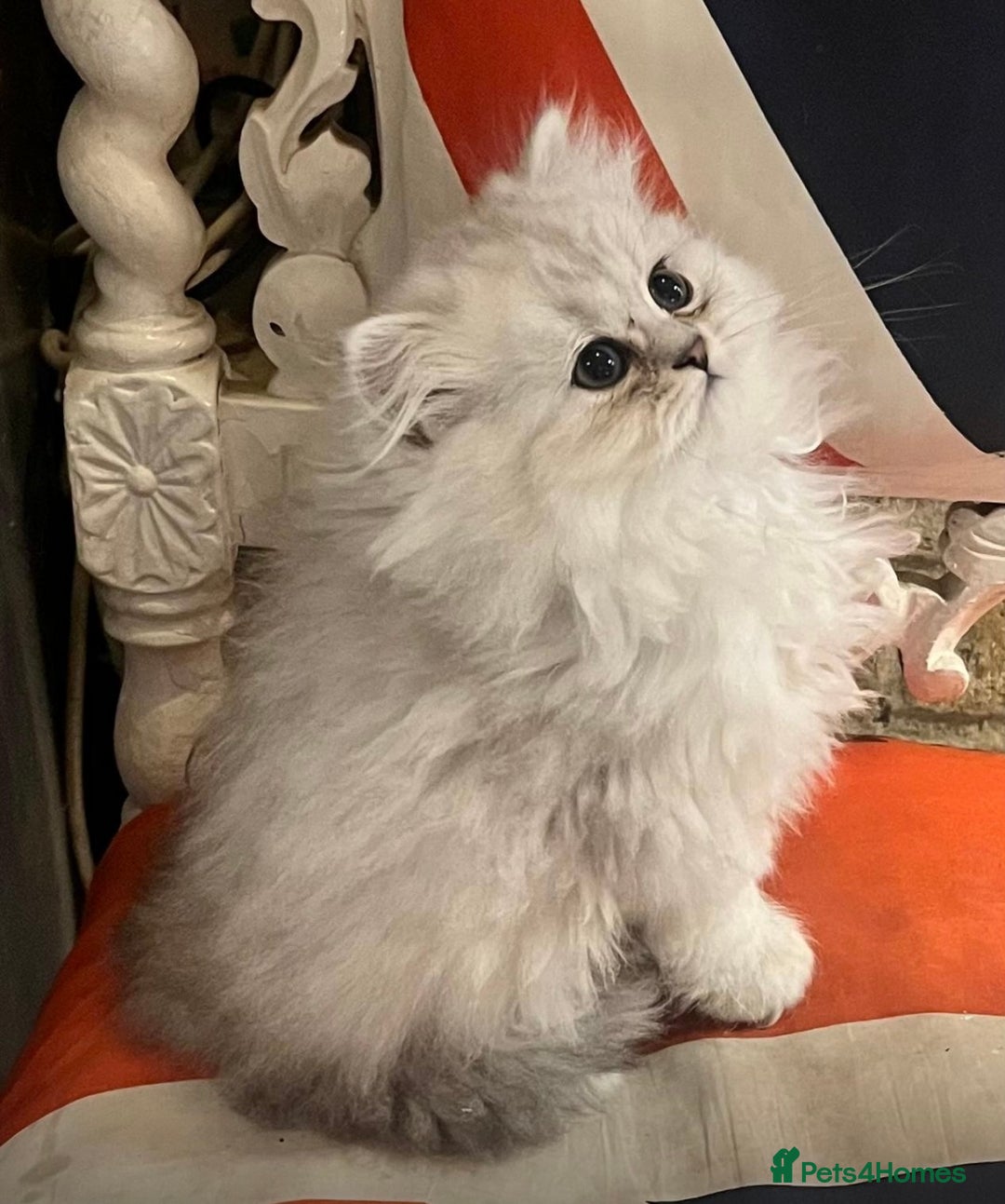 Persian cats for sale: Persian Chinchilla silver shadow 🎀🧢 - Image 1