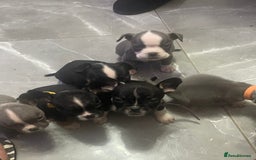 Mixed Breed dogs for sale: Frenchie x pocket bully  - Image 3