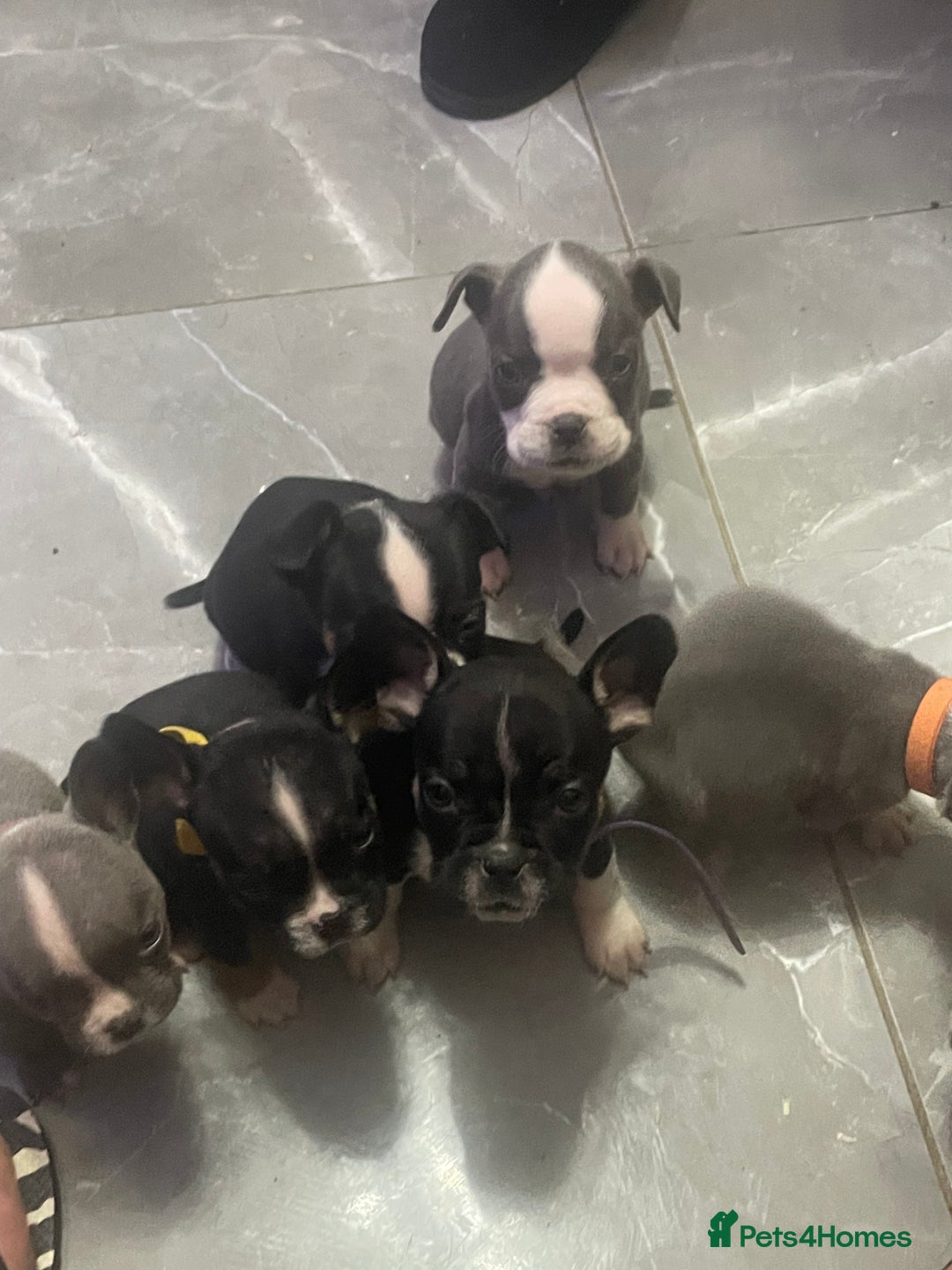 Mixed Breed dogs for sale: Frenchie x pocket bully  - Image 3