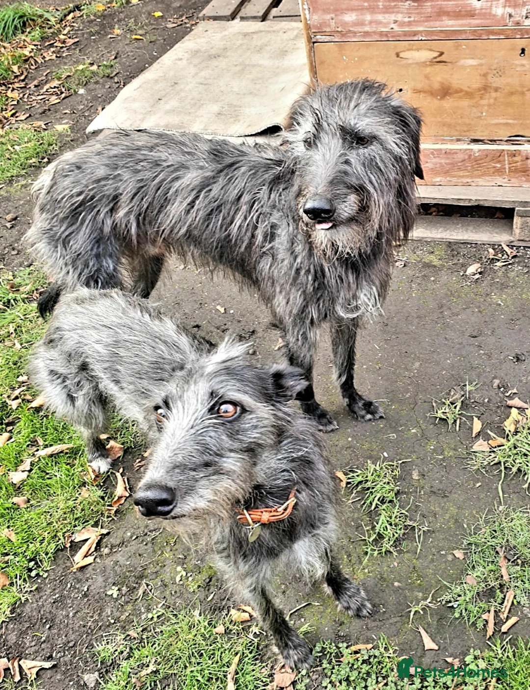 Lurcher dogs for sale: Lurcher - Advert 2