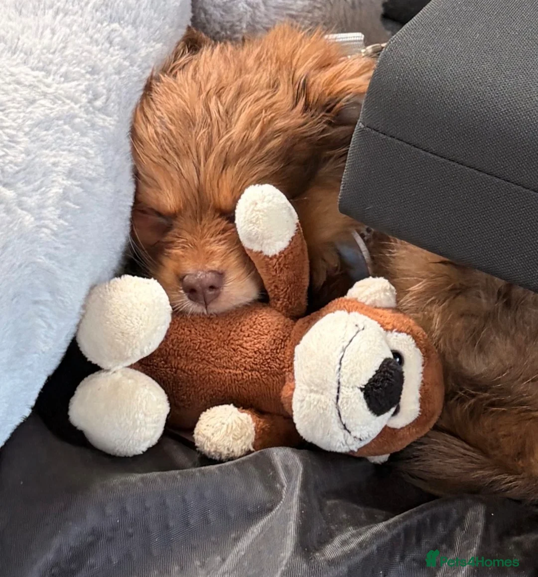 Mixed Breed dogs for sale: 9 week old puppy  in Brighton - Advert 1