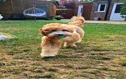 Australian Labradoodle dogs for stud: HIP 0/0 ELBOW 0/0! 100% AUSTRALIAN LABRADOODLE - Image 3