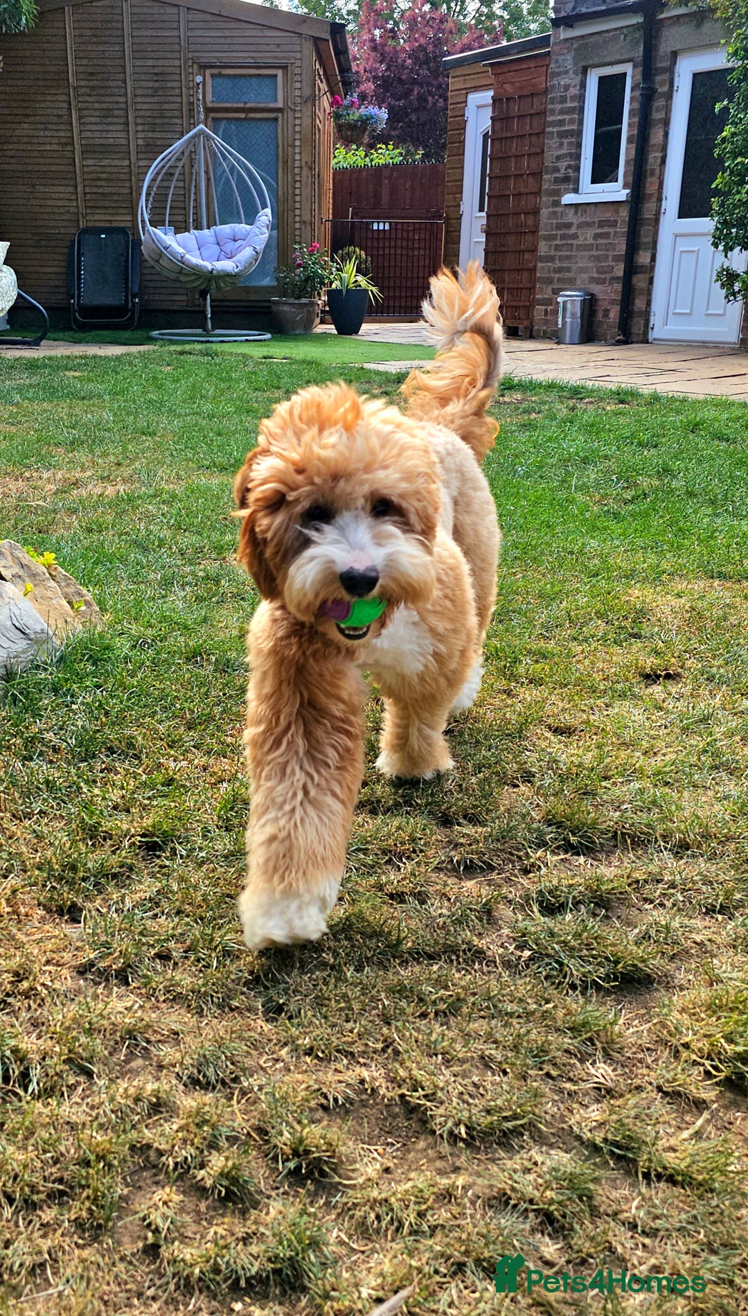 Australian Labradoodle dogs for stud: HIP 0/0 ELBOW 0/0! 100% AUSTRALIAN LABRADOODLE - Image 3