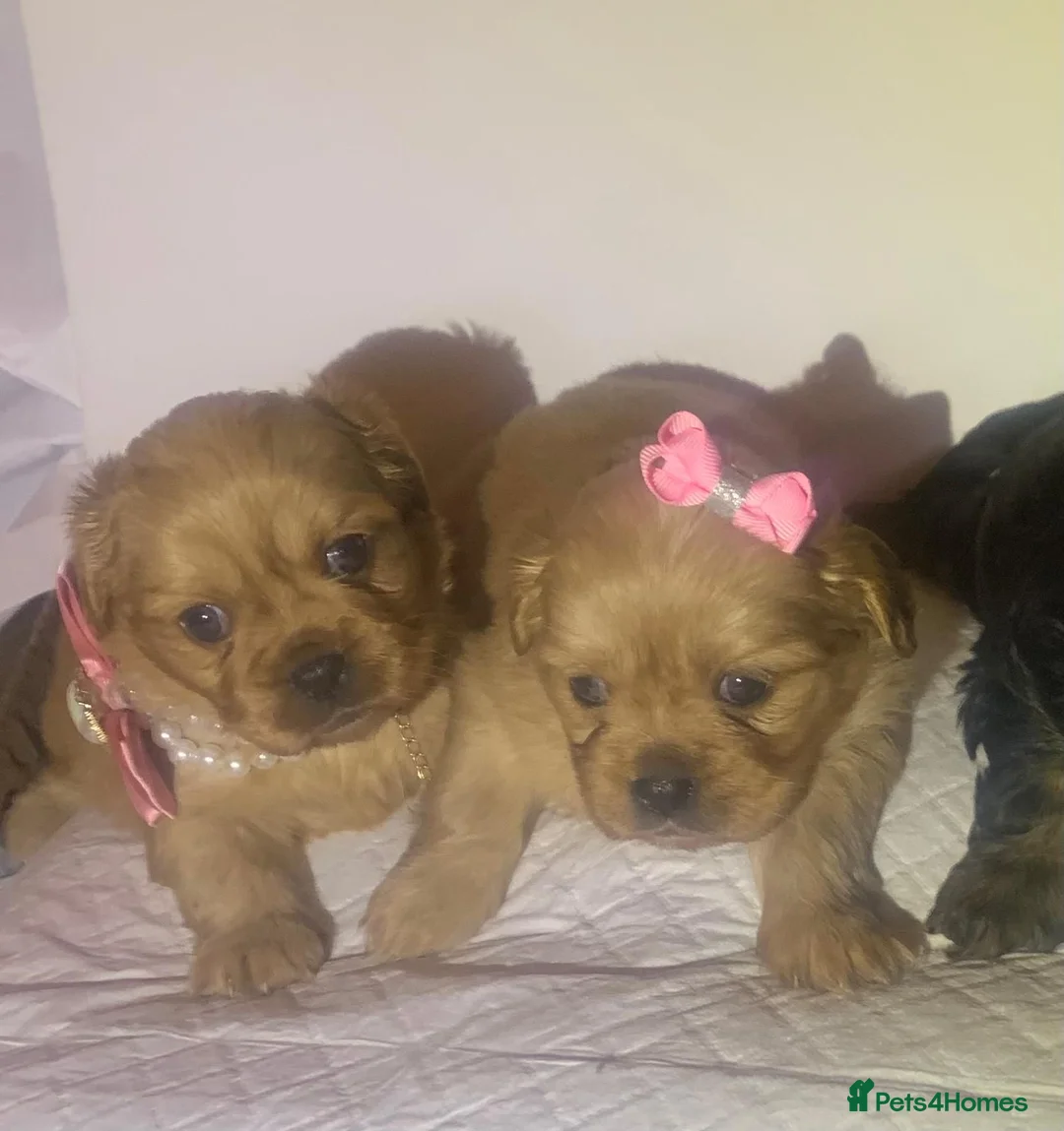 Shih Tzu dogs for sale: Imperial shih tzu  - Advert 18