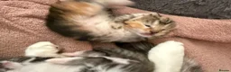 Domestic Shorthair cats for sale: Beautiful, friendly mixed calico tabby kittens in Droitwich - Advert 2