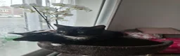 Mixed Breed cats for sale: 2 black kittens are looking for forever home - Advert 2