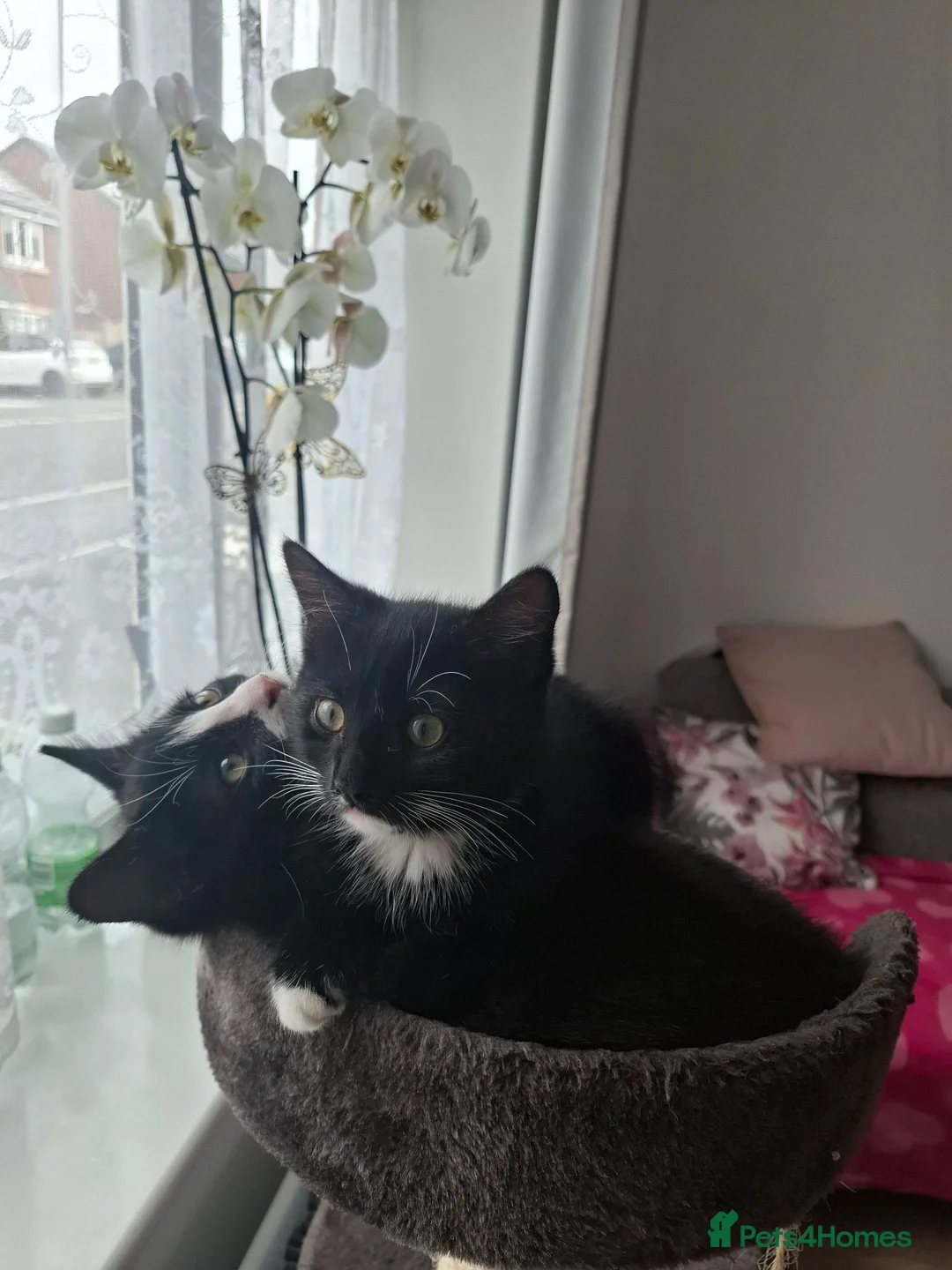 Mixed Breed cats for sale: 2 black kittens are looking for forever home - Advert 2