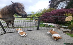 Jack Russell dogs for sale: Merle, red, black and tan JRT puppies in Carmarthen - Image 11