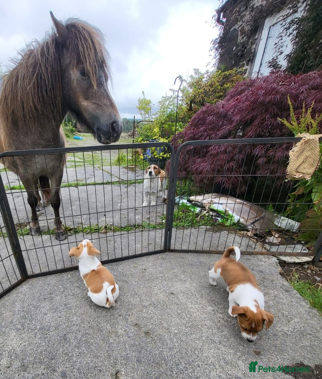 Jack Russell dogs for sale: Merle, red, black and tan JRT puppies in Carmarthen - Image 11