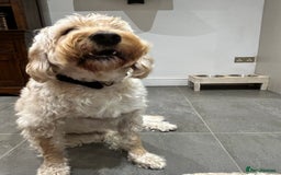 Labradoodle dogs for sale: Loving Home Wanted for 4-Year-Old Labradoodle - Image 2