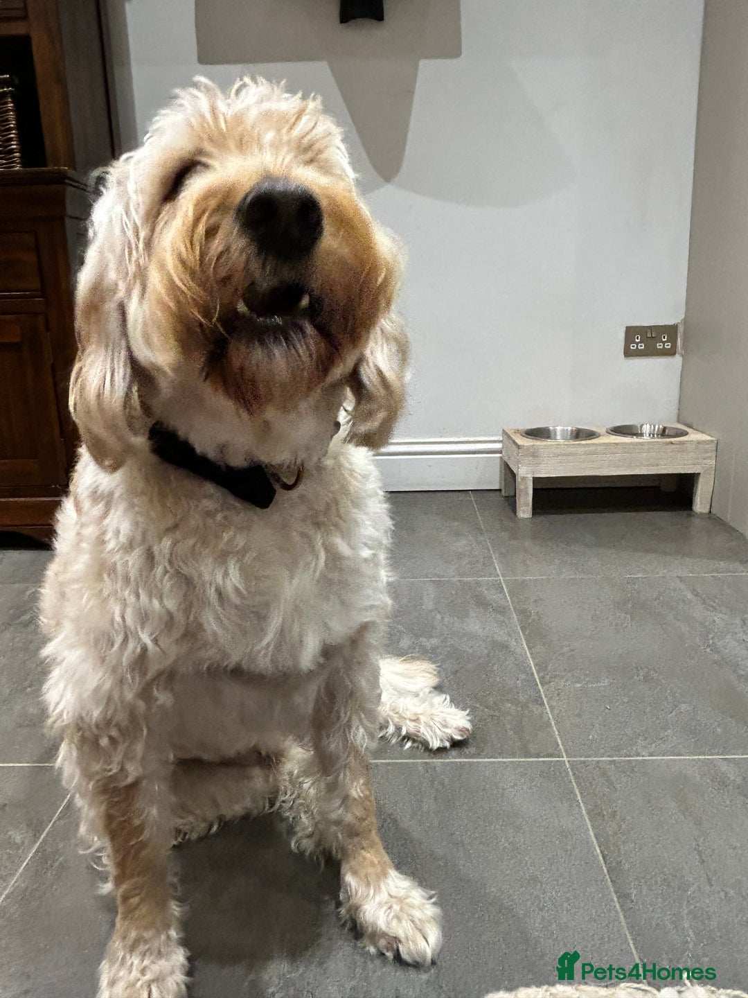 Labradoodle dogs for sale: Loving Home Wanted for 4-Year-Old Labradoodle - Image 2