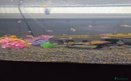 Cichlids fish for sale: Peacock cichlid - Image 1