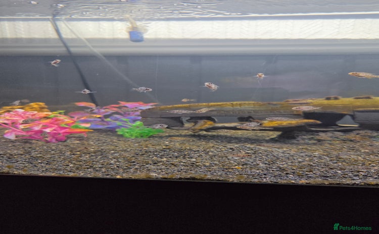 Cichlids fish - Advert 1