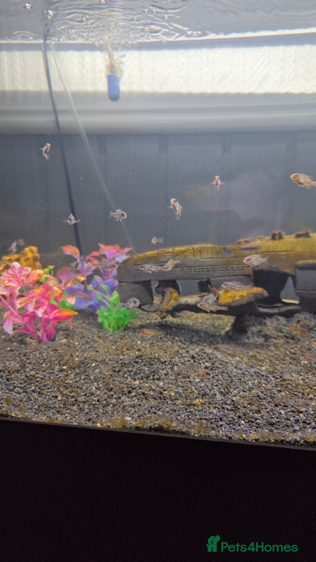 Cichlids fish for sale: Peacock cichlid - Image 1