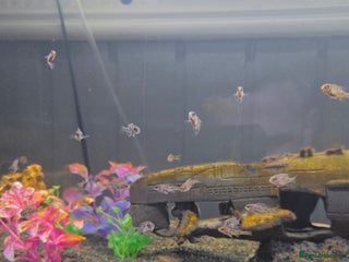 Cichlids fish for sale - Advert 1