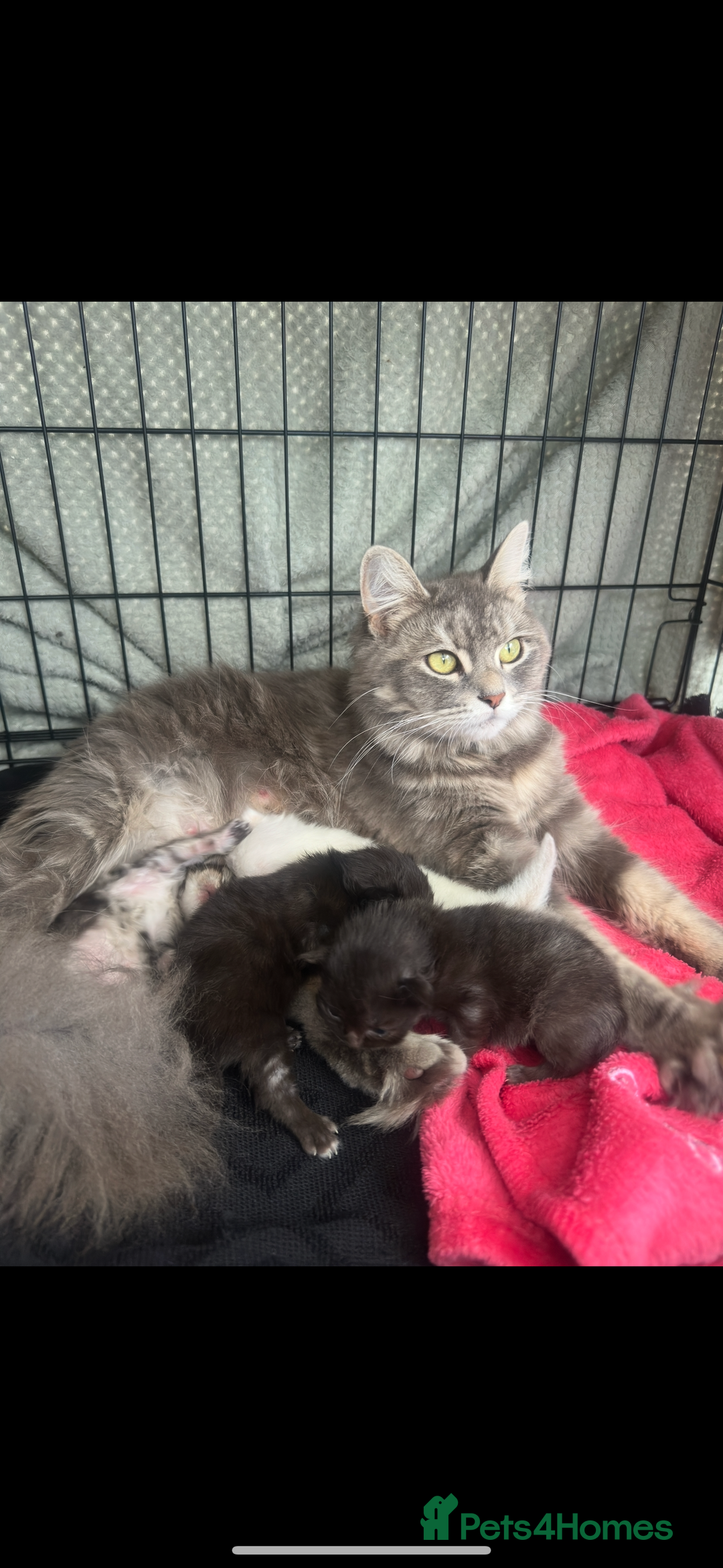 Maine Coon cats for sale: Maine coon x ragdoll kittens - Image 8