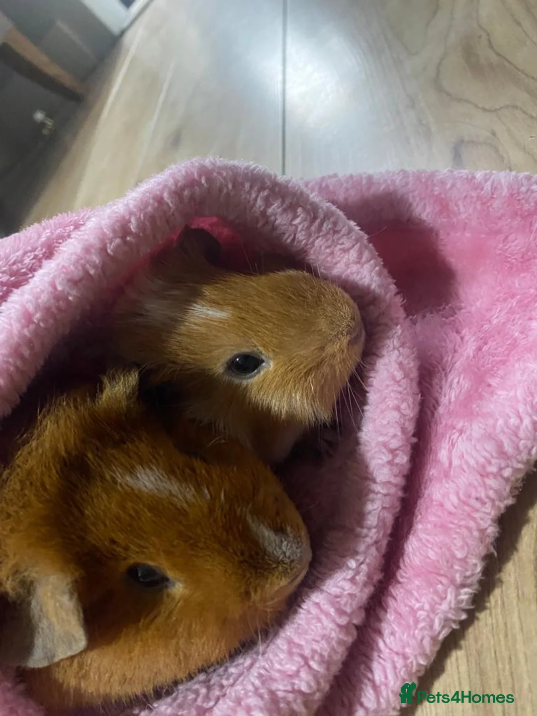 Guinea Pig rodents for sale: 2 male guinea pigs - Advert 1