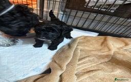 Cockapoo dogs for sale: Beautiful litter of f2 Cockapoo puppies  - Image 10
