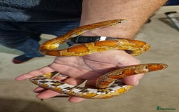 Corn Snake reptiles for sale: 6 yr old corn snake & 4ft Vivarium & accessories  - Advert 5