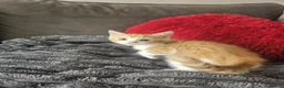 Mixed Breed cats for sale: 6 beautiful kittens  - Advert 11