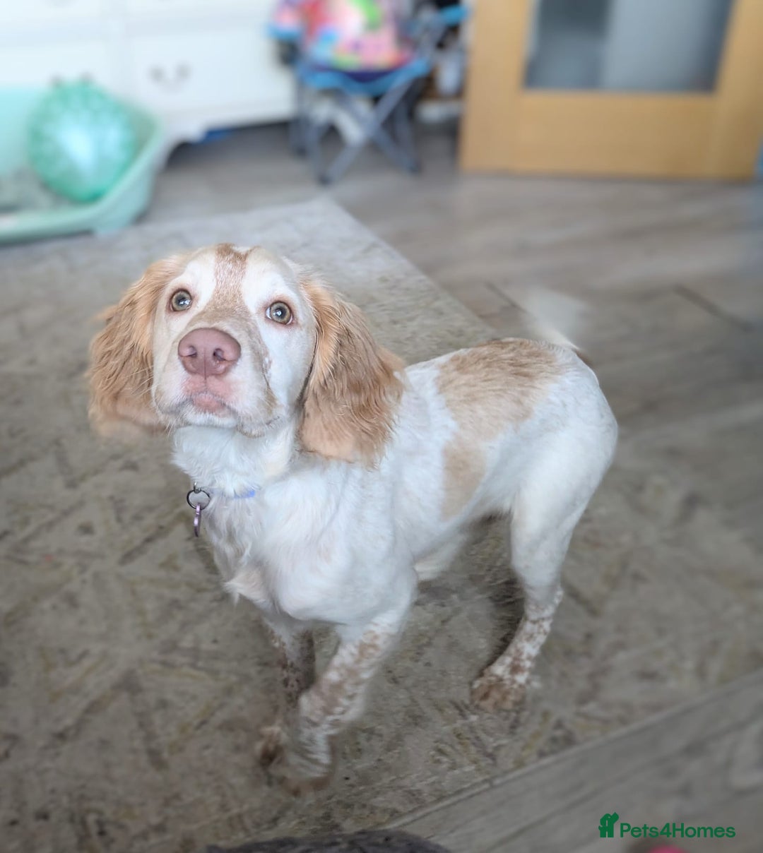 English Springer Spaniel dogs for sale: Finding a loving home for our girl - Image 5