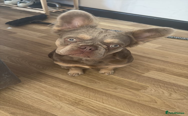 French Bulldog dogs - Advert 1