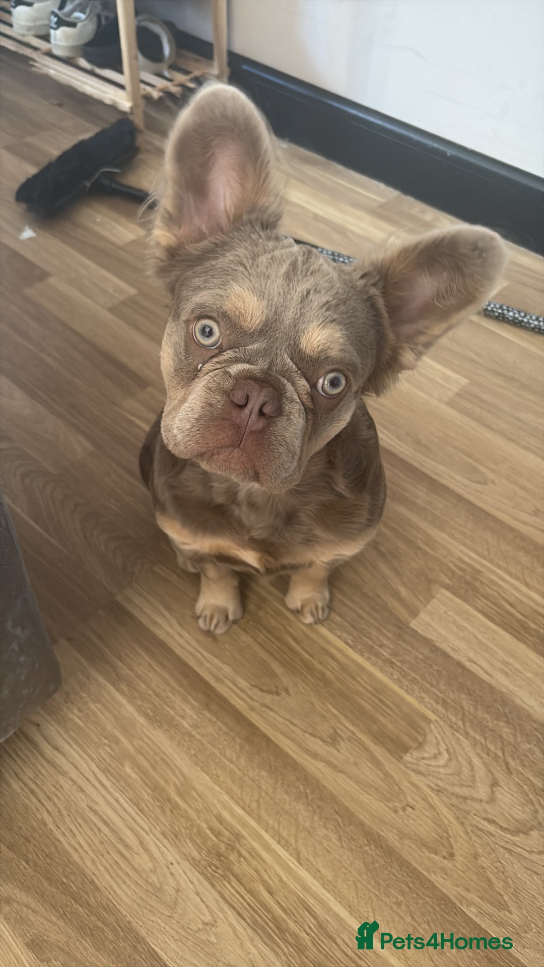 French Bulldog dogs for sale: Long haired French bulldog pup  - Image 1