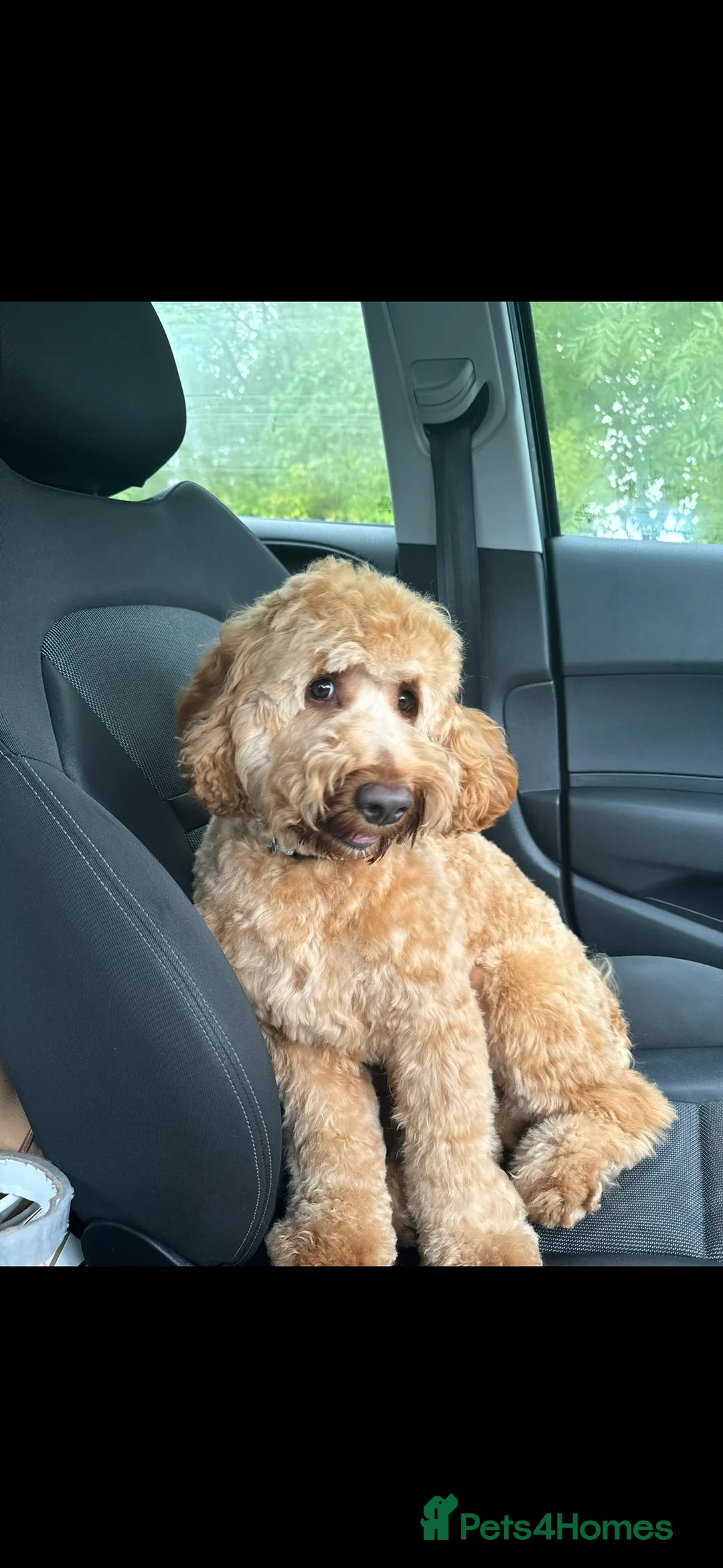 Cockapoo dogs for stud: Outgoing Male Cockapoo for Stud - Advert 3