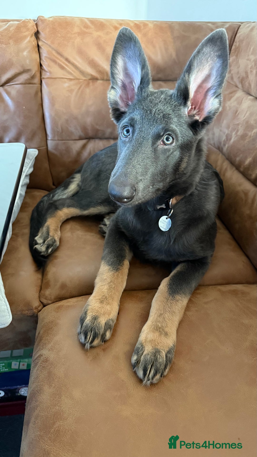 German Shepherd dogs for sale: Beautiful unusual colour (blue) female GSD - Advert 3