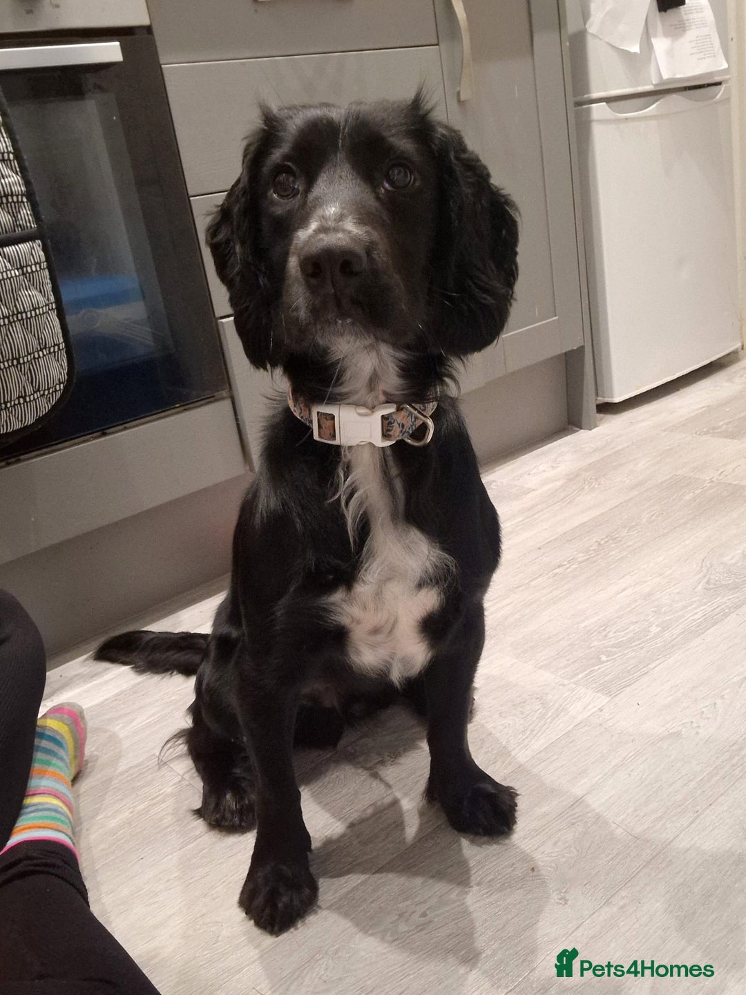 Cocker Spaniel dogs for sale: Bailey - Advert 2