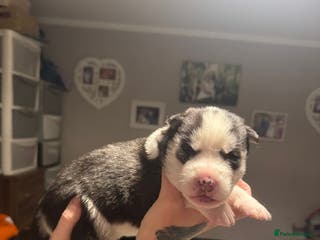 Siberian Husky dogs Siberian Husky Pups - Advert 15