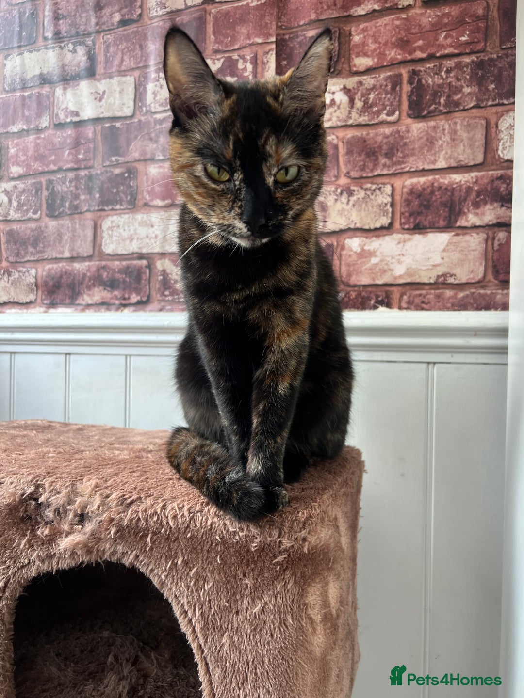 British Shorthair cats for sale: Adorable kittens - Advert 13