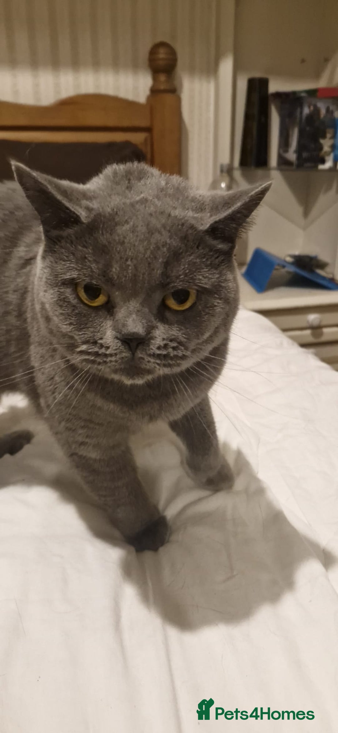 British Shorthair cats for sale: Beautiful British blue girl - Advert 10