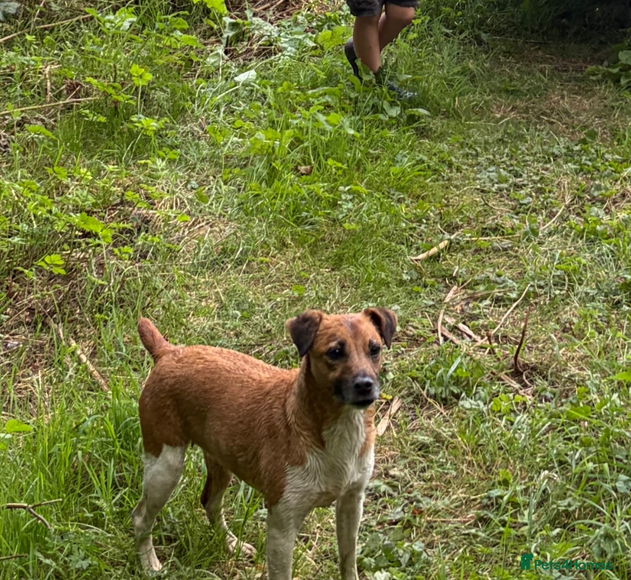 Jack Russell dogs Pure breed short tail Jackrussell pups  - Advert 2