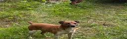 Jack Russell dogs for sale: Pure breed short tail Jackrussell pups  - Advert 12