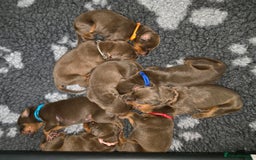 Dobermann dogs for sale: *HEALTH TESTED,HOME REARED,STUNNING DOBERMAN PUPS - Image 31