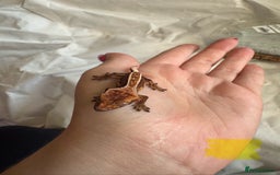 Gecko reptiles for sale: Baby crested geckos  - Image 16