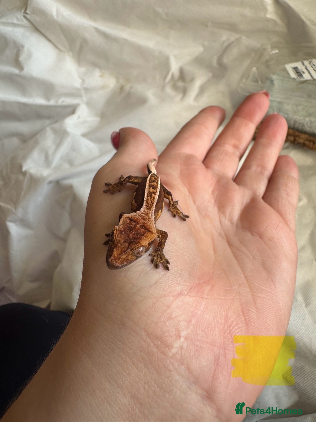 Gecko reptiles for sale: Baby crested geckos  - Image 16