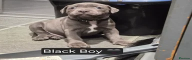 Staffordshire Bull Terrier 1