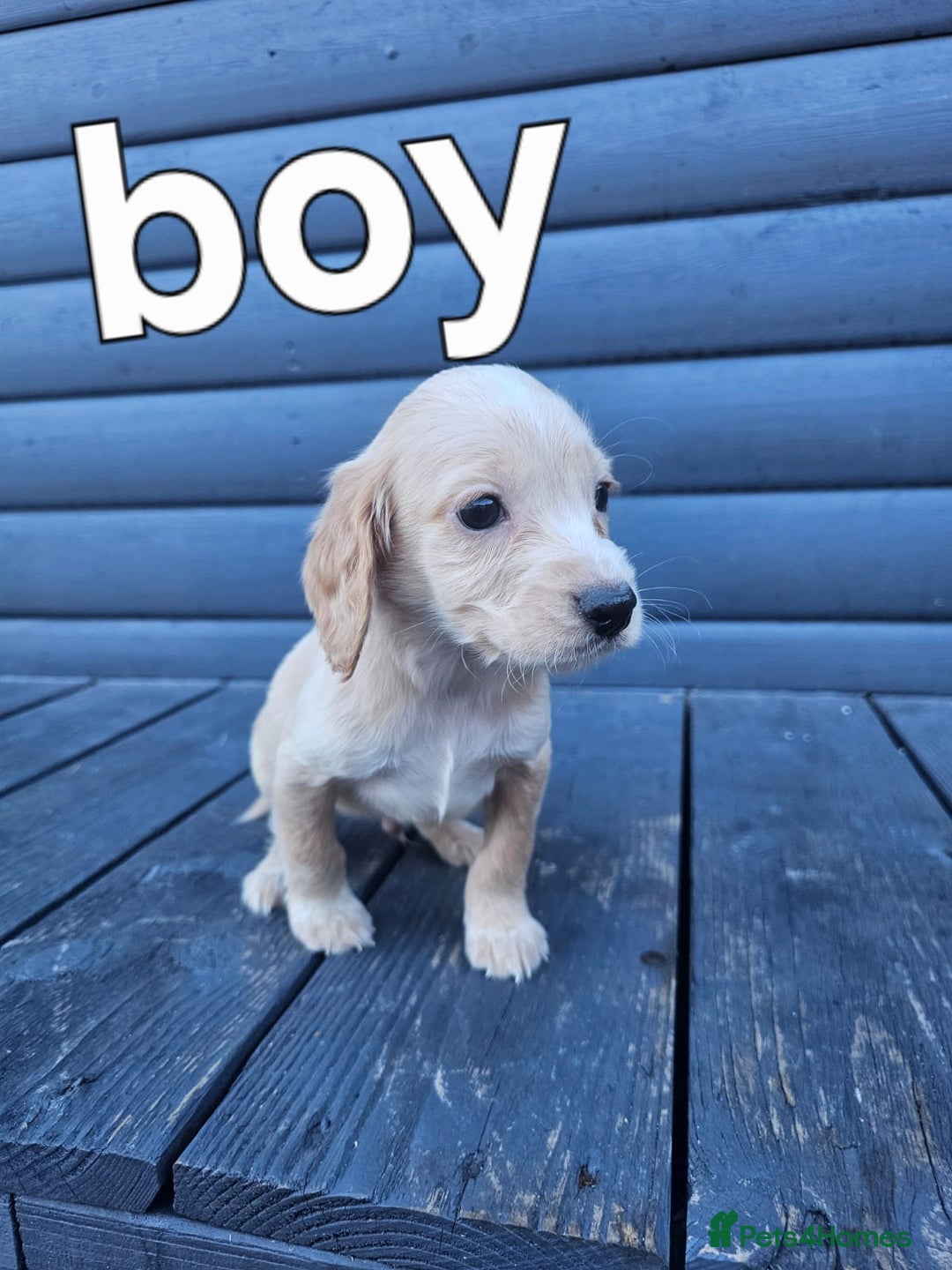 Cocker Spaniel dogs for sale: Cocker spaniels puppys  - Image 2