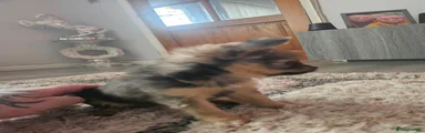 Pomchi 1