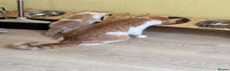 Mixed Breed cats for sale: Adorable kitten - Advert 9