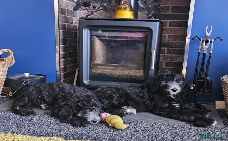 Sheepadoodle dogs - Advert 4
