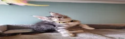 Maine Coon cats for sale: Tica!! Amazing kittens - Advert 16