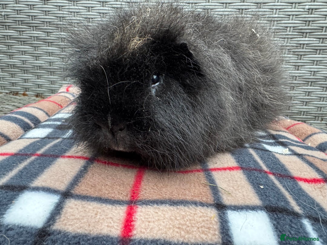 Guinea Pig rodents for sale: Beautiful boys  - Advert 10