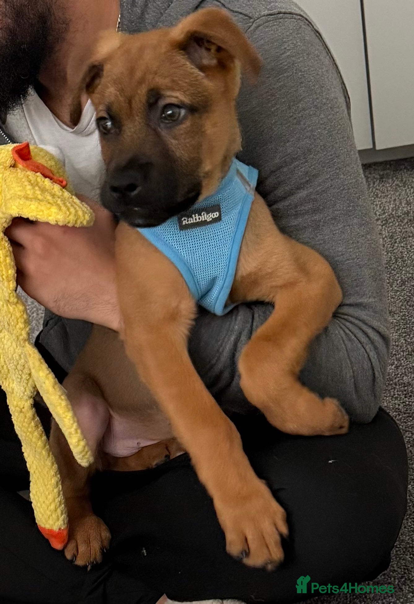 Mixed Breed dogs 12 week old male German Shepherd x Rotweiller in London - Advert 1