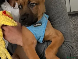 Mixed Breed dogs 12 week old male German Shepherd x Rotweiller in London - Advert 1